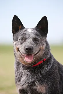 080518: Australian Cattle Dog outdoors