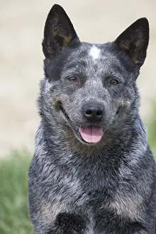 080518: Australian Cattle Dog outdoors