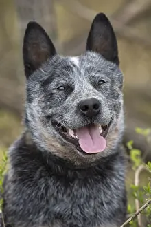 080518: Australian Cattle Dog outdoors