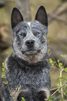 080518: Australian Cattle Dog outdoors