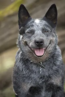 080518: Australian Cattle Dog outdoors