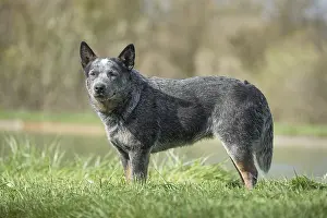 080518: Australian Cattle Dog outdoors