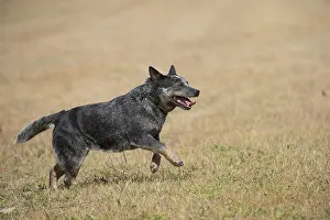080518: Australian Cattle Dog outdoors
