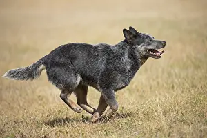 080518: Australian Cattle Dog outdoors