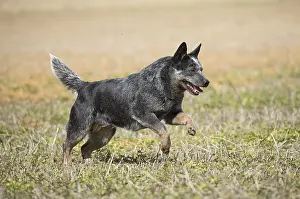 080518: Australian Cattle Dog outdoors