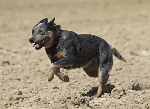 080518: Australian Cattle Dog outdoors