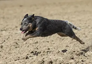 080518: Australian Cattle Dog outdoors