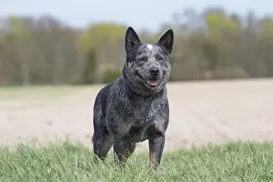 080518: Australian Cattle Dog outdoors
