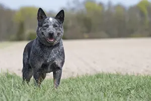 080518: Australian Cattle Dog outdoors