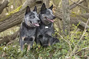 080518: Australian Cattle Dog outdoors