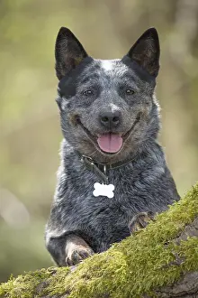 080518: Australian Cattle Dog outdoors