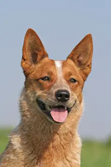 Gaze: Australian Cattle Dog, portrait Australian Cattle