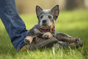 Master: Australian Cattle Dog puppy outdoors