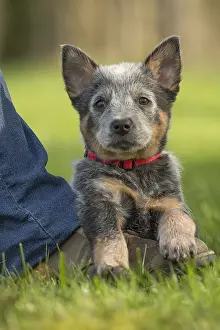Master: Australian Cattle Dog puppy outdoors