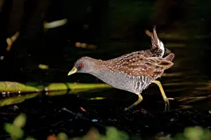 Crake: Australian Crake / Australian Spotted Crake