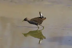 Crake: Australian Crake / Spotted Crake