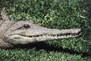 Johnstoni: Australian Crocodile