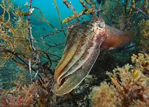 Tempered: Australian cuttlefish (Sepia apama) hiding in t