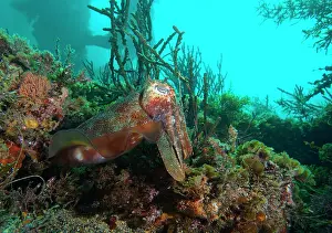 Tempered: Australian cuttlefish (Sepia apama) looking on