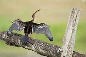 Darters: Australian Darter - With wings open to dry after swimming