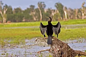 Anhinga: Australian Darter, Yellow Waters, Kakadu