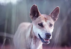 Nose: AUSTRALIAN DINGO - close-up of head
