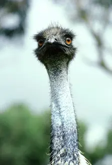 Emus: Australian Emu