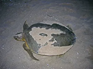 Depressus: Australian Flatback Turtle