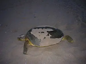Depressus: Australian Flatback Turtle - female