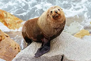Eared: An Australian Fur Seal basks in the sun on rocks