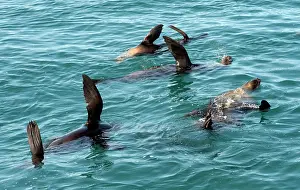 Flipper: Australian Fur Seal - elevating flippers to asbsorb the heat