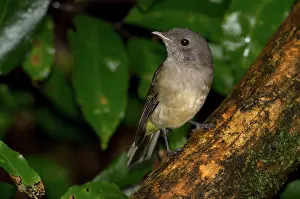 Pectoralis: Australian Golden Whistler