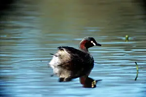 Tachybaptus: Australian Grebe