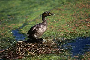 Tachybaptus: Australian Grebe