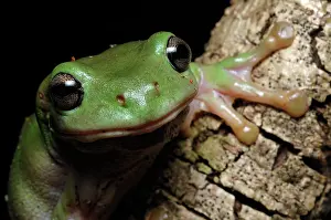Litoria: Australian Green Treefrog (Litoria caerulea)