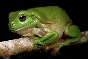 Litoria: Australian Green Treefrog (Litoria caerulea)