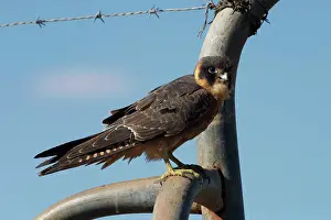 Longipennis: Australian Hobby