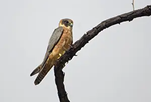 Longipennis: Australian Hobby