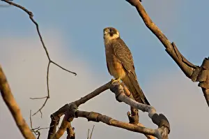 Longipennis: Australian Hobby
