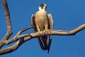 Longipennis: Australian Hobby - Perched on branch