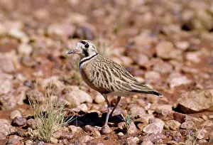 Dotterel: Australian / Inland Dotterel