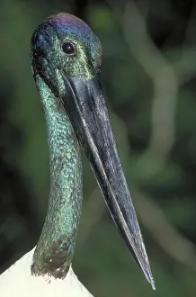 Jabiru: Australian Jabiru