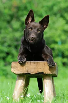 Bench: Australian Kelpie, chocolate coloured, lying on