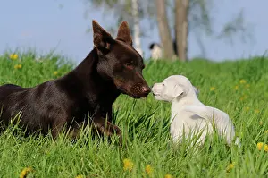 Herding: Australian Kelpie, chocolate coloured, with a Parson