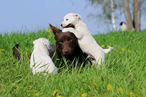 Herding: Australian Kelpie, chocolate coloured, with Parson
