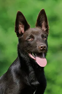 Chocolate: Australian Kelpie, chocolate coloured, portrait