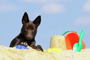 Bucket: Australian Kelpie puppy, chocolate coloured, lying