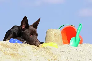 Bucket: Australian Kelpie puppy, chocolate coloured, lying