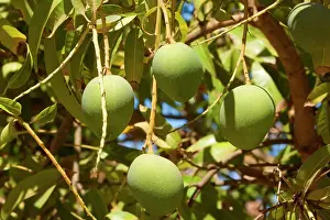 Mango: Australian Kensington Mango - immature mango fruits