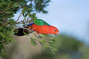 Alisterus: Australian King Parrot